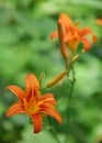 Red tiger lily on a black background. Royalty Free Stock Photo